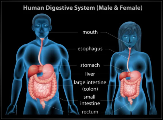 Difficulties with Digestion have multiple causes